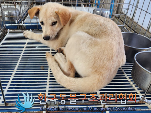 한국동물구조관리협회_441392202300178